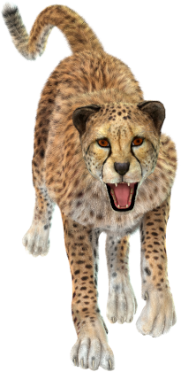 Cheetah